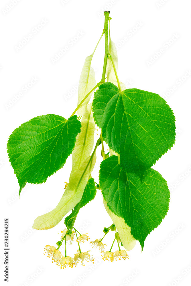 Fototapeta premium Several inflorescence with flowers and buds, leaves of the linden on the branch closeup on a white background. Save work path.