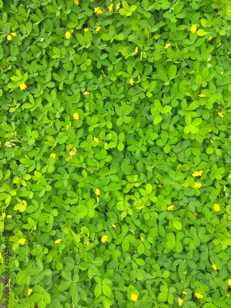 background of green leaves background of green leaves