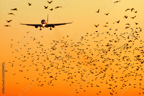 modern passenger jet engine aircraft landing to airport runway at dusk on background with huge bunch of birds dangerously crossing glideslope on foreground nature transportation birds strike close