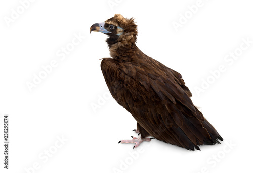 Cinereous vulture ( Aegypius monachus, known as the black vulture, monk vulture ) on a white background