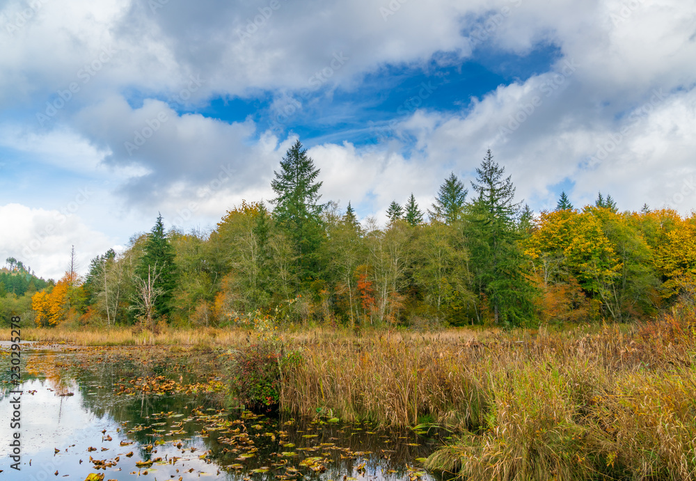 Fototapeta premium Fog On The Beaver Pond