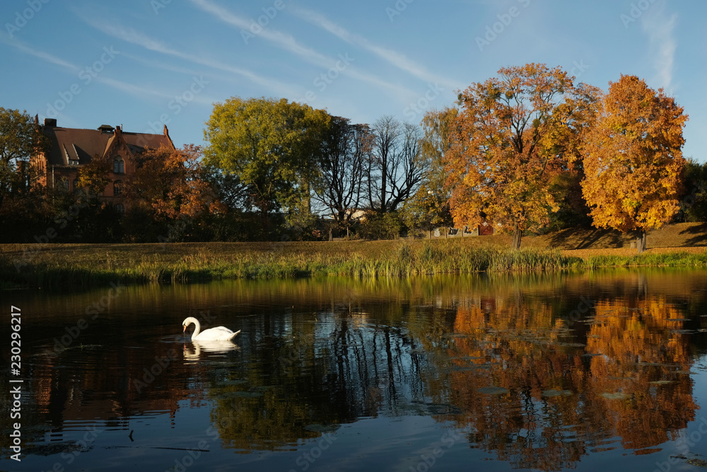 Polska, Gdańsk - jesienny krajobraz z łabędziem nad rzeką Motławą, oświetlony wieczornym słońcem - obrazy, fototapety, plakaty 