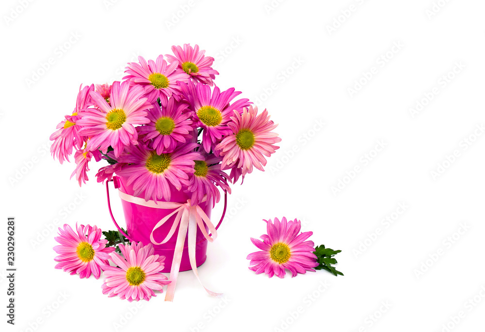 Bouquet of flowers pink chrysanthemum daisies in small decorative pink bucket with ribbon on a white background with space for text