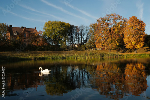 Polska, Gdańsk - jesienny krajobraz z łabędziem nad rzeką Motławą, oświetlony wieczornym słońcem