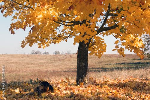 Hund im Herbst  liegt im verfärbten Laub