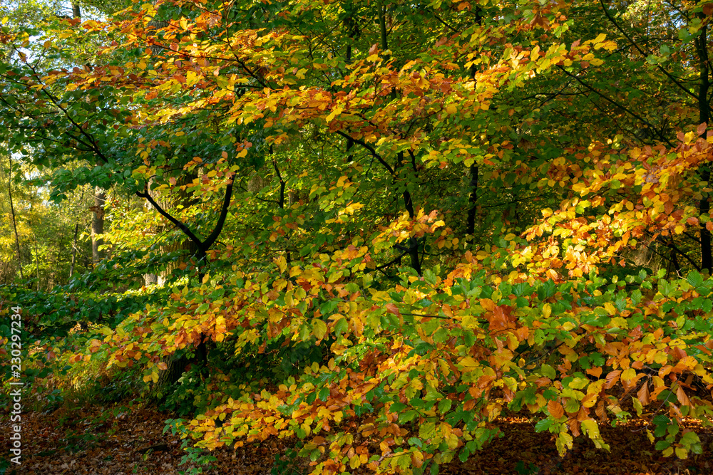 Tree with leaves in autumn colors. Location: Germany, North Rhine-Westphalia, Hoxfeld. Tree with leaves in autumn colors. Location: Germany, North Rhine-Westphalia, Hoxfeld.