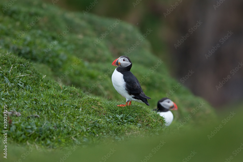 Atlantic puffin, fratercula arctica, Faroe island Atlantic puffin, fratercula arctica, Faroe island