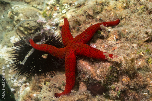 Amazing Starfish. Beautiful mediterranean sea star underwater photo © Svetlin