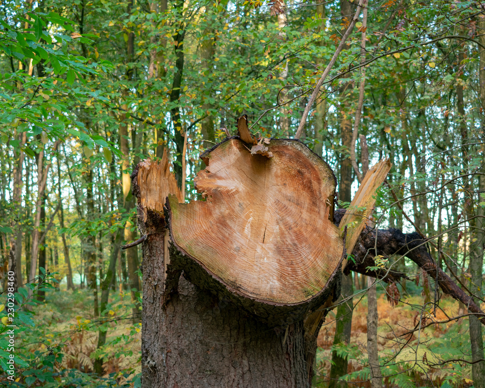 Curios in the forest. Location: Germany, North Rhine-Westphalia, Hoxfeld. Curios in the forest. Location: Germany, North Rhine-Westphalia, Hoxfeld.