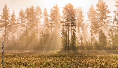 Sun rays through fog at sunrise in wild forest and harvested field colored by autumn - yellow, orange birches and evergreen pine trees, typical north scandinavian forest landscape photo