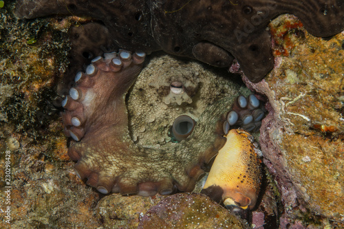 Common octopus, Gemeiner Krake (Octopus vulgaris). Underwater , Close up © Svetlin