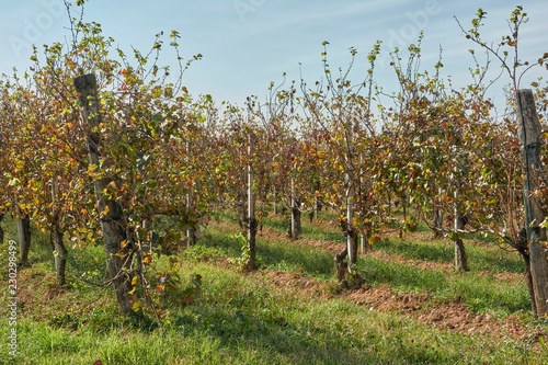 vineyard in autumn season