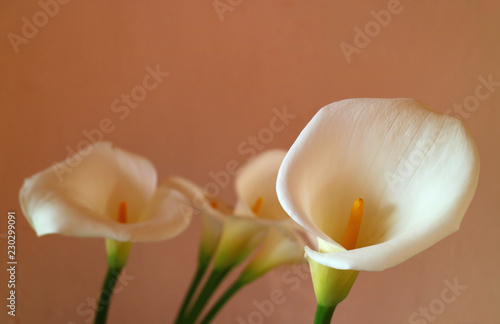Fototapeta Naklejka Na Ścianę i Meble -  Closed up white Calla lily flowers against light brown wall 