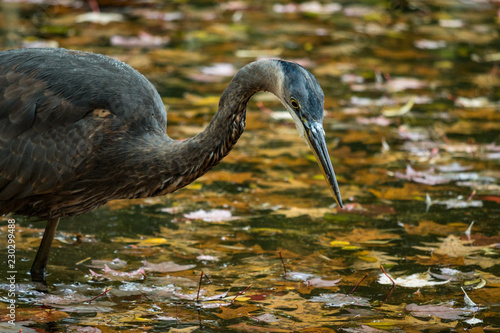 one great blue heron fishing in the fall leaves filled pond under the rain