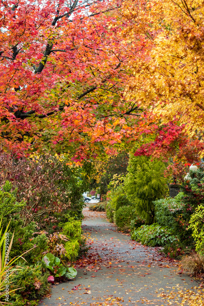 city street in Vancouver surrounded by red and yellow autumn leaves city street in Vancouver surrounded by red and yellow autumn leaves