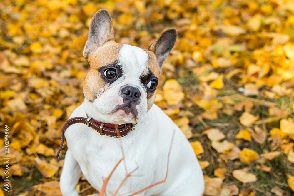 Portrait of a French bulldog of fawn and white color against the background of autumn leaves and grass