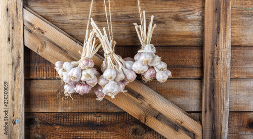 Bundles of fresh garlic dried on vintage wooden wall photo