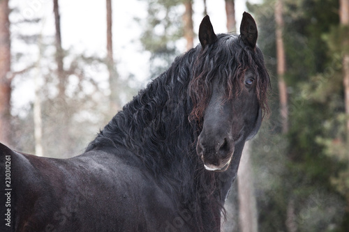 Fototapeta Naklejka Na Ścianę i Meble -  Portrait of beautiful friesian horse in winter