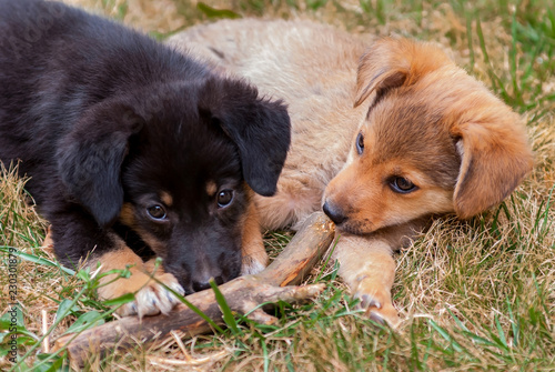 Two black and brown puppies lying on the grass. closeup. 