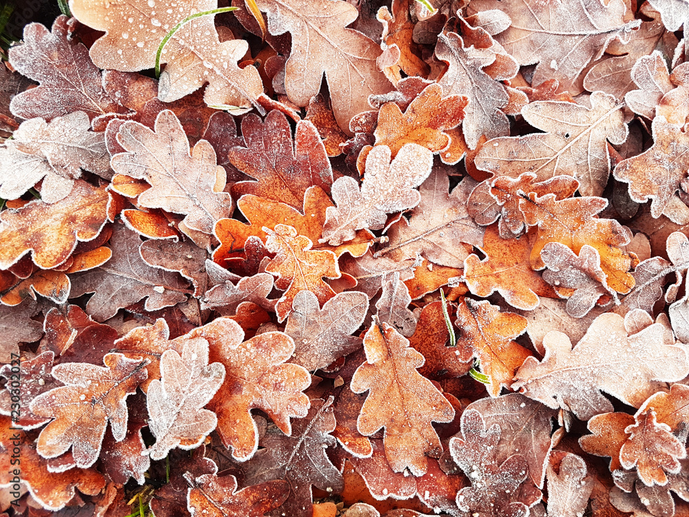 fallen oak leaves on the ground in autumn fallen oak leaves on the ground in autumn
