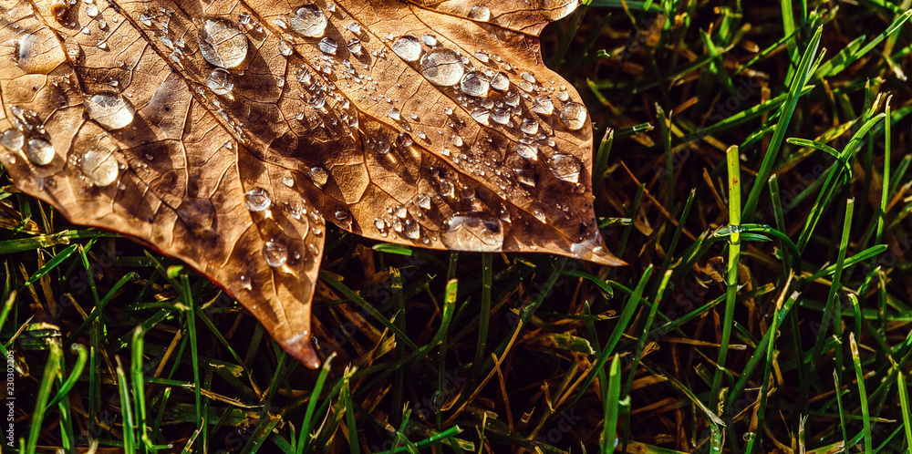 Autumn leaf and drops. Nature composition. Autumn leaf and drops. Nature composition.