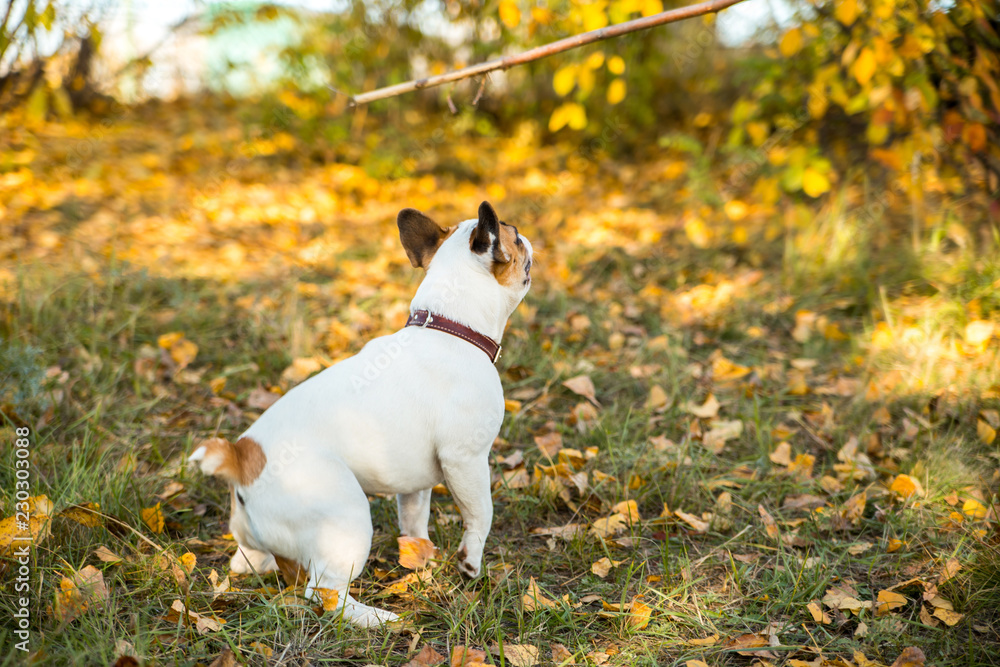 Portrait of a French bulldog of fawn and white color against the background of autumn leaves and grass Portrait of a French bulldog of fawn and white color against the background of autumn leaves and grass