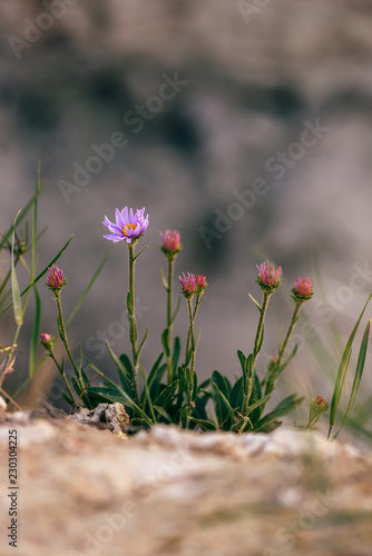 Wild flower on rock