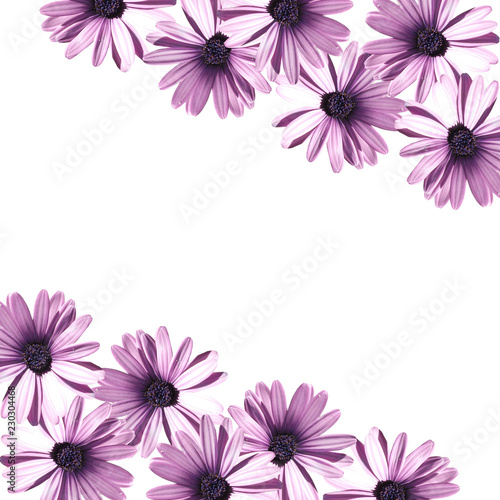 Beautiful floral background of lilac gazania  © Ann-Mary