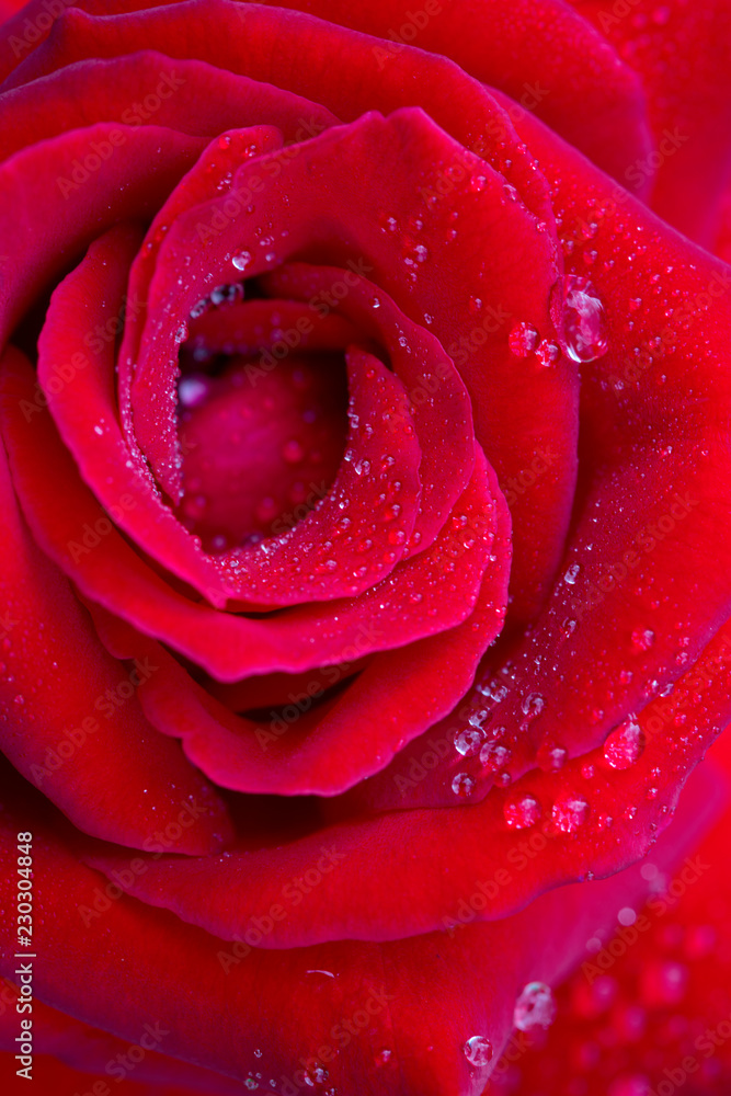 Red rose closeup with water drops. Flowers background. Red rose closeup with water drops. Flowers background.