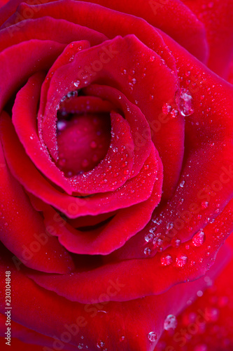 Red rose closeup with water drops. Flowers background.
