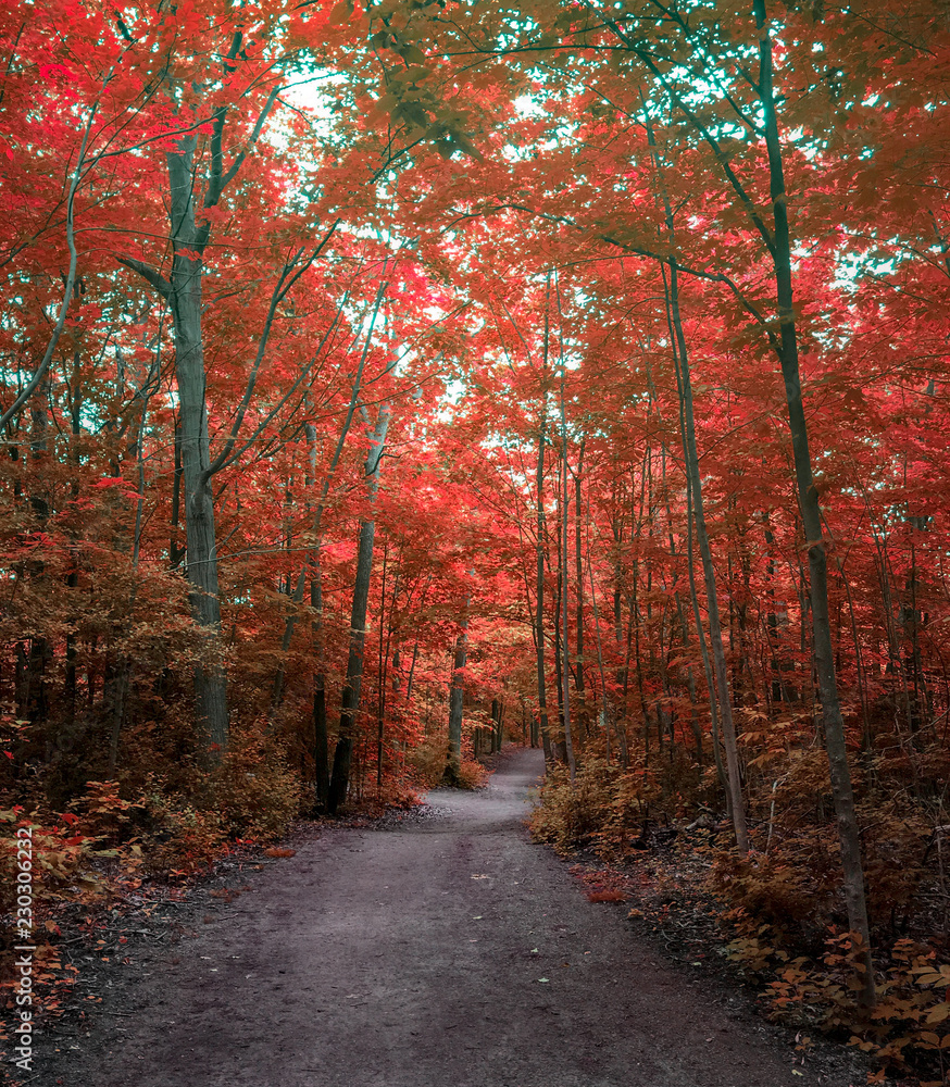 Fall trail