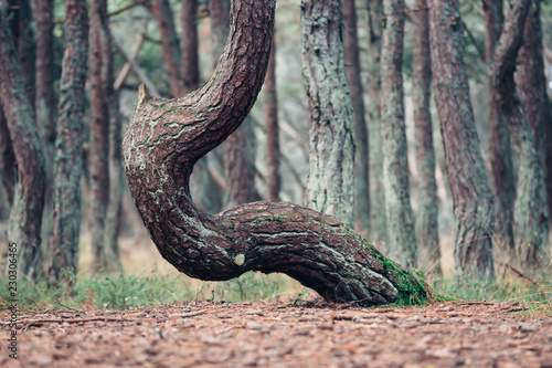 Dancing pine, Curonian spit, Kaliningrad region. Abnormal pine forest near Baltic sea. Unusual tree shape. photo