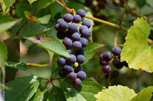 bunch of grapes