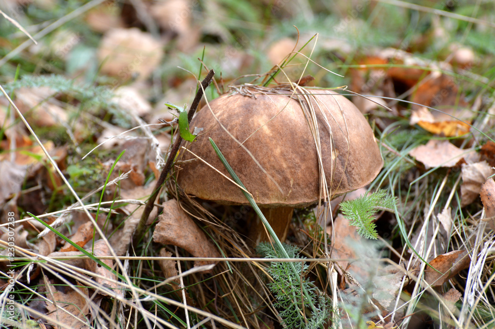 mushroom in grass mushroom in grass