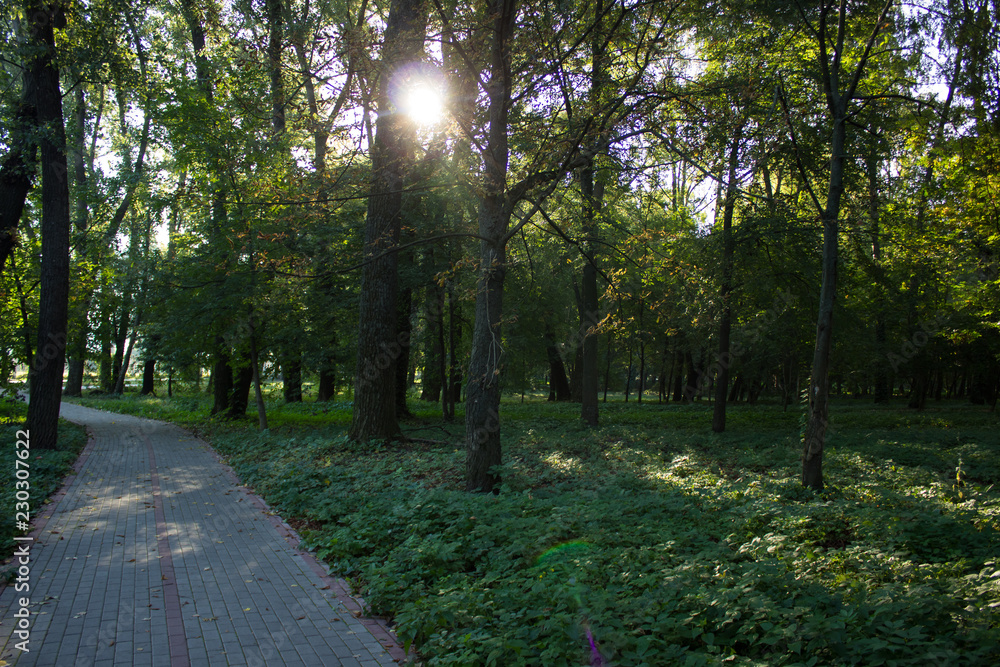 morning park outdoor place with sunny weather and sun rays between trees empty paved cycle road morning park outdoor place with sunny weather and sun rays between trees empty paved cycle road