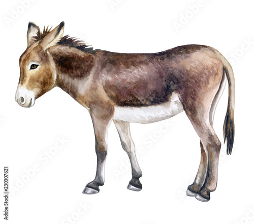 Canvas Print Donkey colorful isolated on white background