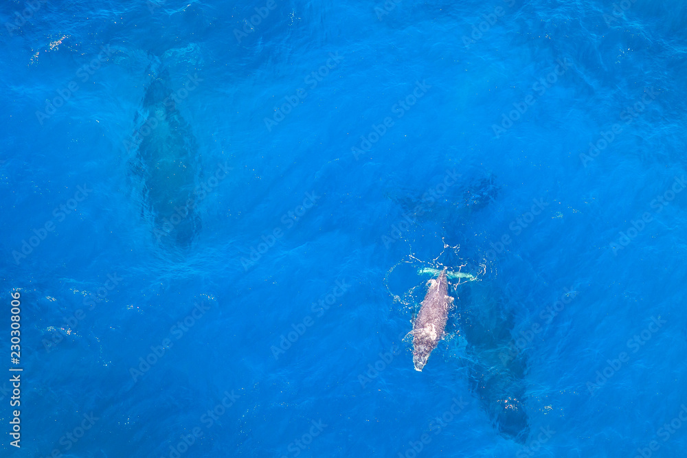 Φωτογραφία Aerial view of baby whale with mum in St Lucia, South Africa, one of the top Safari Tour destinations