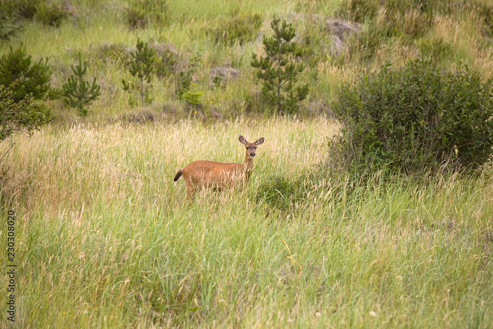deer in the forest deer in the forest