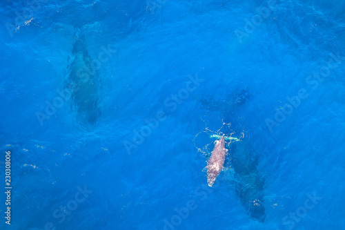 Aerial view of baby whale with mum in St Lucia, South Africa, one of the top Safari Tour destinations. Copy space. Blue sea background.