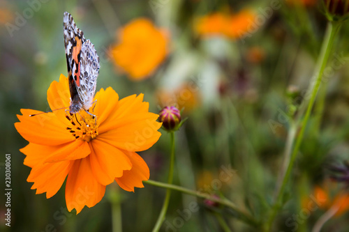 Butterfly perched on a Flower © Marsha