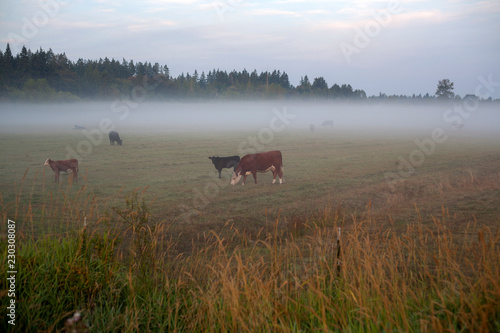 cows on pasture © sangwon