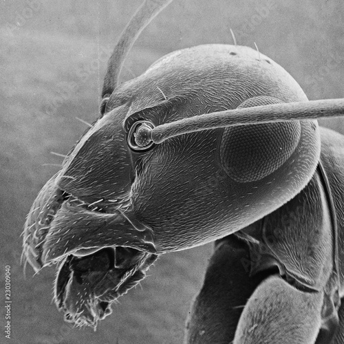 Canvastavla Portrait on an ant using a scanning electron microscope