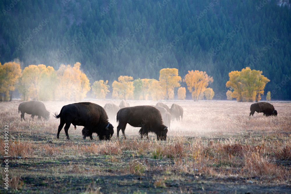 Ταπετσαρία herd of Buffalo at yellow stone
