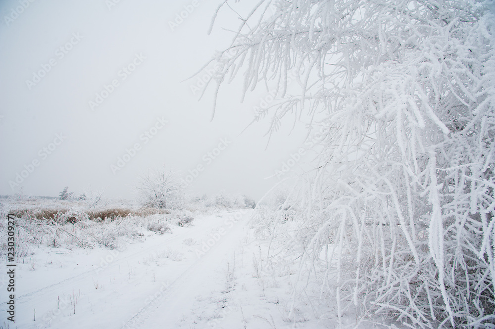 Obraz premium Winter trees in the snow