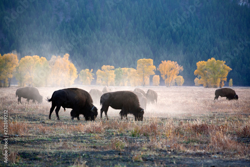 Canvas Print herd of Buffalo at yellow stone