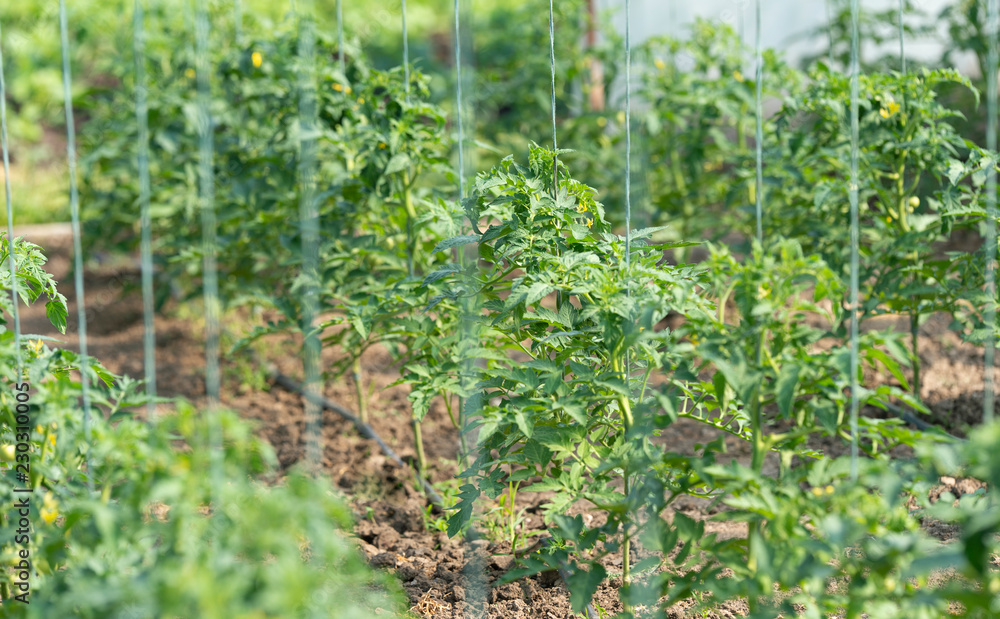 Green tomato Green tomato