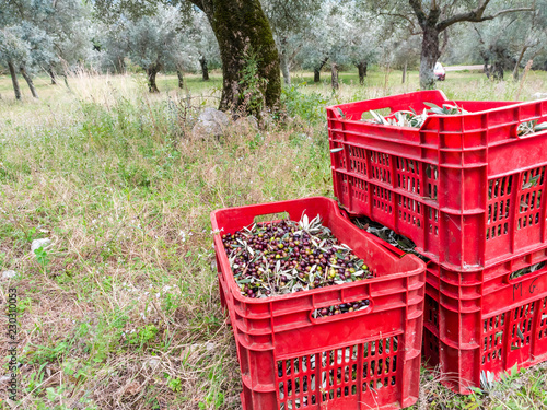 olive harvest in Italy © LightChaser