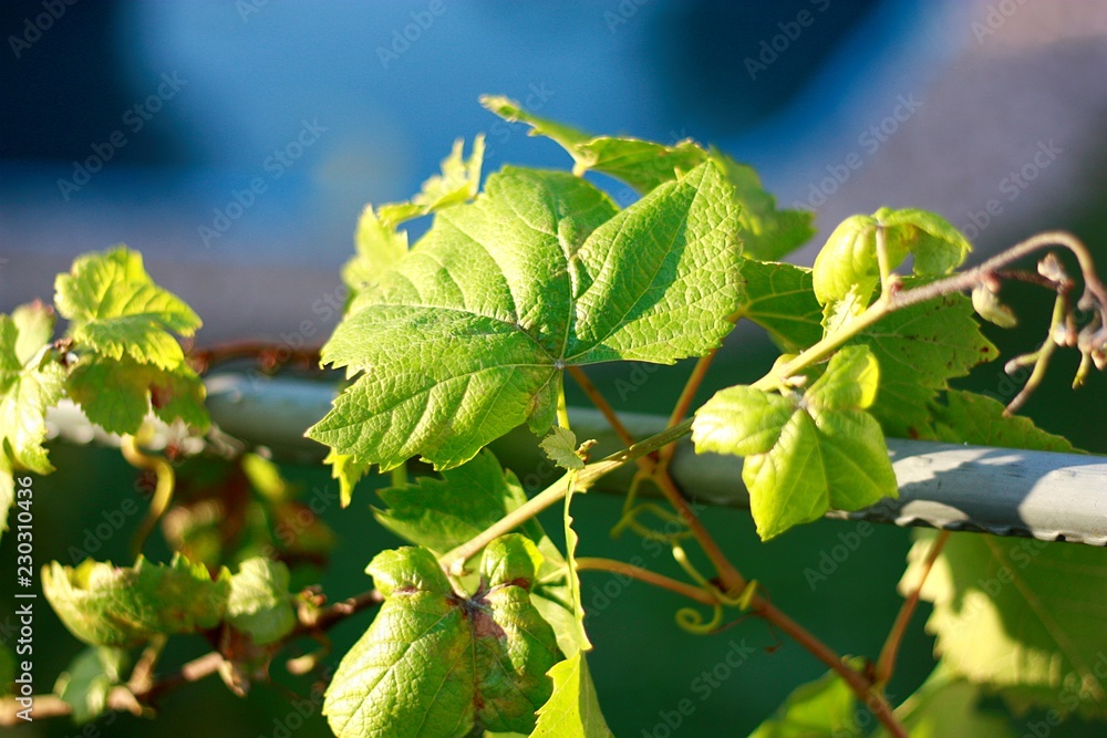 Fototapeta premium liście winogron 