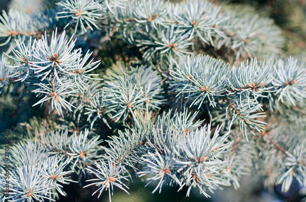 Closeup of natural Christmas fir tree branch background