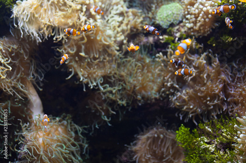 Fototapeta Naklejka Na Ścianę i Meble -  ocellaris clownfish clown anemonefish clownfish false percula clownfish Amphiprion ocellaris animal Underwater Photo close up small fish
